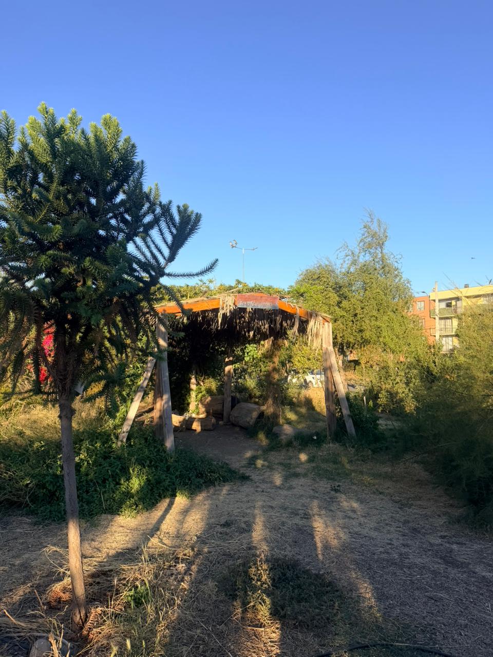 Pérgola y araucaria en un sector recuperado del Parque Popular Los Troncos
