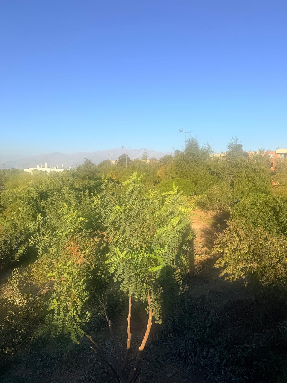 Vista del parque con árboles y vegetación en crecimiento