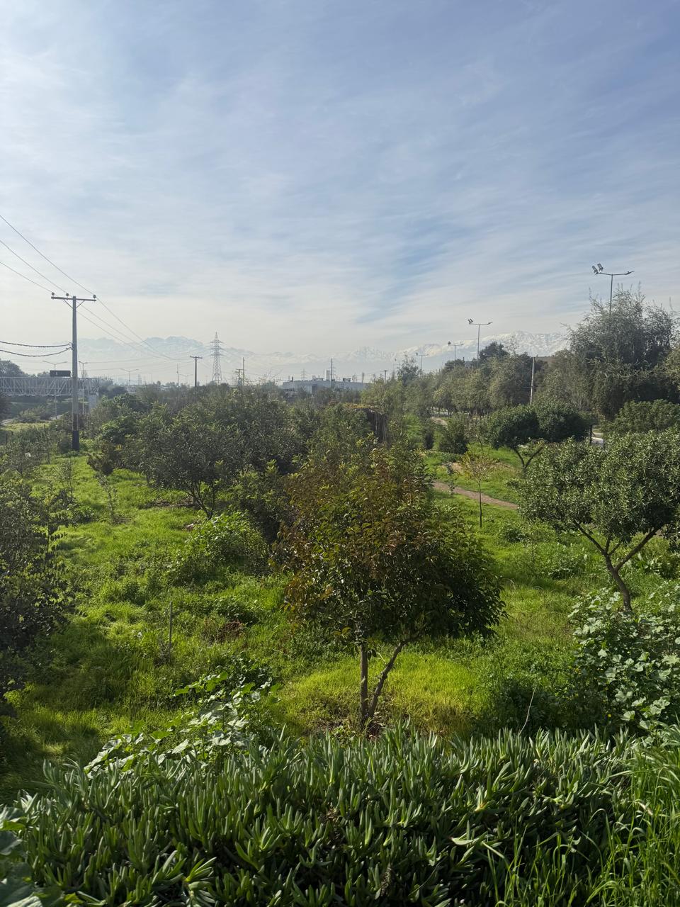Camino rodeado de árboles y vegetación dentro del parque